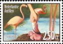 American Flamingo (Phoenicopterus ruber)